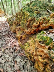 beauty of rock 