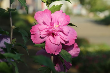タチアオイの花