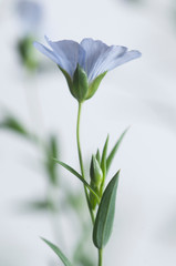 Flax (Linum usitatissimum) flowers