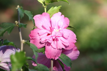 Obraz premium タチアオイの花