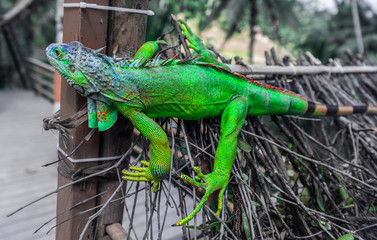 Green Iguana on branch in bali,indonesia.