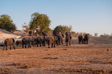 Elephant Breeding Herd in Chobe National Park in Evening Light, Botswana