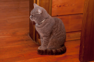 cat sitting on floor