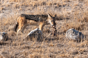 Black-backed Jackal Feeding, Etosha National Park
