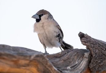 Fototapeta premium Social Weaver Bird Sitting on Tree