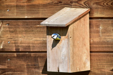 Mésange sort de son nichoir