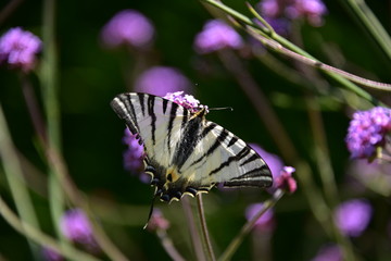 Papillon qui butine