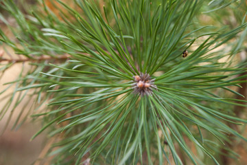 close-up of pine branch