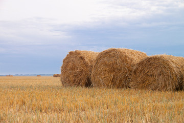 bales of hay in field