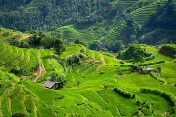 Fototapeta na wymiar Beautiful scene of rice paddy field of Fairy bosom or Twin Mountains, Nui Doi, Double Mountains when look in the airplane cabin to Tam Son town, Quan Ba, Ha Giang, Vietnam