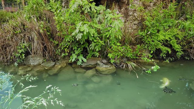VENICE, Italy - May 2019: Slow turtles slowly swim in a pond on the background of a large fish. environmental Protection. Slow motion.