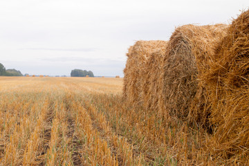bale of straw in a field