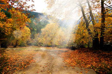 Naklejka premium Landscape image of dirt countryside dirt road with colorful autumn leaves and trees in forest of Mersin, Turkey