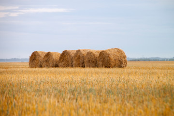 bales of hay in field