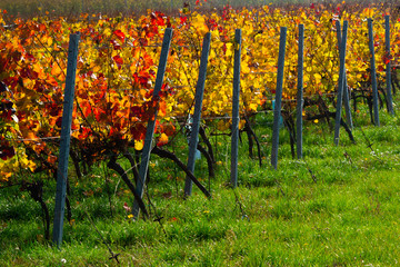 october vineyard, yellow and orange grape leaves on vine plants