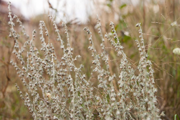 field of wheat