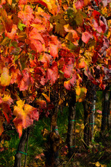 october vineyard, yellow and orange grape leaves on vine plants