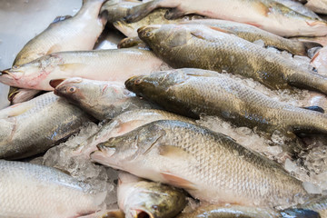 raw barramundi fish on ice in Thailand market ,seafood background ,seafood market.