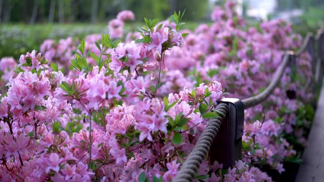 Pink Azaleas and rope fence at rhododendron park at Haaga Helsinki, captured with full frame camera on slider. Evening time with flat light. Shallow depth of field.