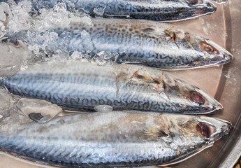 raw mackerel fish on ice in Thailand market ,seafood background ,seafood market ,raw food