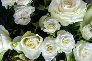 White roses in bouquet