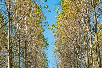reforestation of poplar trees at autumn sunset