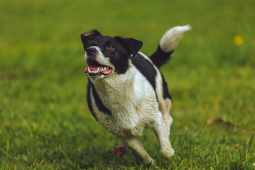 Young puppy playing in the dog park 