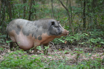 a pig is animal that world person knows good like