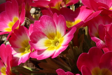 プリムラポリアンサ