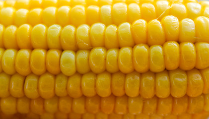 Bright yellow buttered corn cob background. Closeup of shiny boiled maize with kernels. Harvesting object. Summer backdrop for harvest festival banner, restaurant, cafe. Food industry