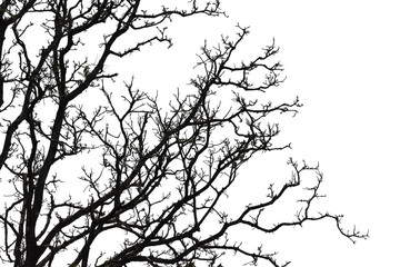 Silhouette of a leafless tree isolated on white background.