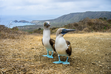 Blue-footed Booby (sula nebouxii) on Isla de la Plata, Ecuador