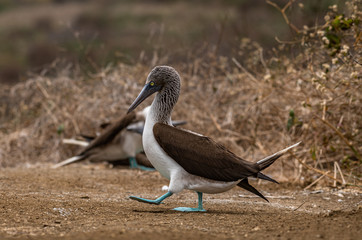Blue-footed Booby (sula nebouxii) on Isla de la Plata, Ecuador