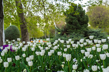 Tulips in Laleh park (laleh means tulip in Persian), Tehran, Iran