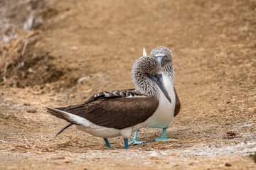 Blue-footed Booby (sula nebouxii) on Isla de la Plata, Ecuador