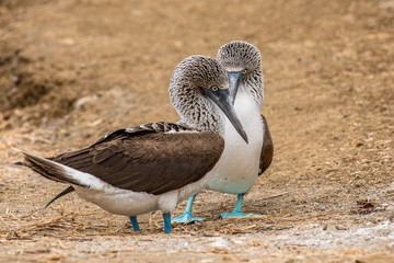 Blue-footed Booby (sula nebouxii) on Isla de la Plata, Ecuador