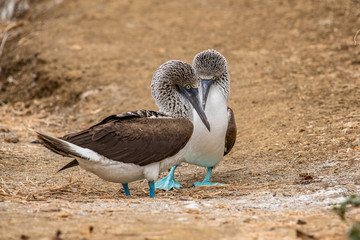 Blue-footed Booby (sula nebouxii) on Isla de la Plata, Ecuador