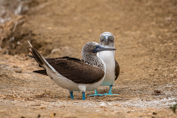 Blue-footed Booby (sula nebouxii) on Isla de la Plata, Ecuador