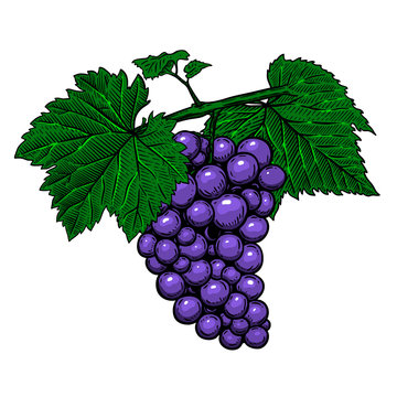 Grape branch on white background. Design element for poster, logo, label, sign, card, banner.