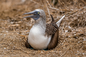 Blue-footed Booby (sula nebouxii) on Isla de la Plata, Ecuador