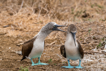 Blue-footed Booby (sula nebouxii) on Isla de la Plata, Ecuador