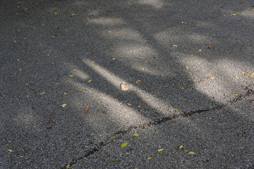 Obraz premium The shadow of the outdoor trees on a sunny day is projected on the old asphalt road with cracks