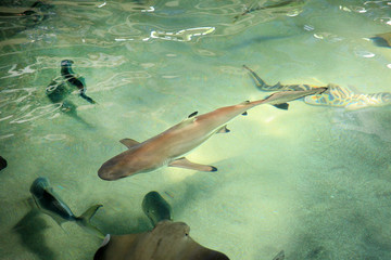 elevated view of shark and group of fish swimming