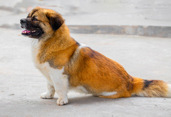 A yellow-and-white dog on the concrete floor