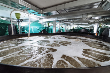 Shrimp breeding farm. Inside a shrimp farm