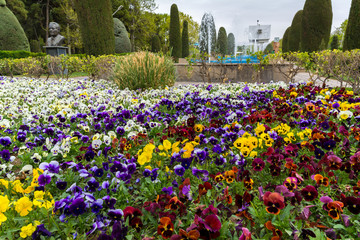 Carpet of violets in Laleh park in the center of Tehran, Iran
