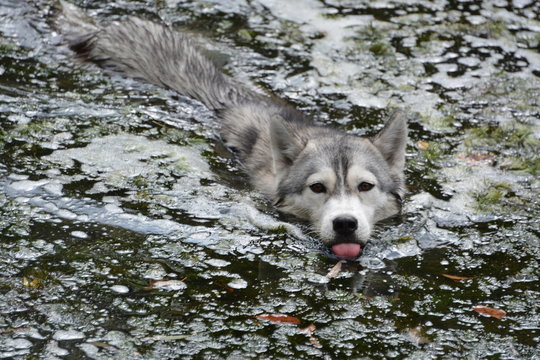 Husky swims in the lake
