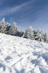 Fototapeta na wymiar Snowed pine treer in ski resort of Sierra Nevada