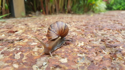 snail on tree © Nareerat