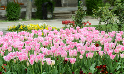 Fuzzy tulips at park, Tehran, Iran
